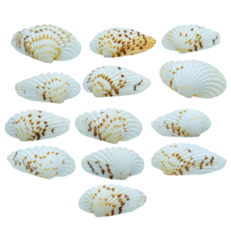 Shells Pulli Chippi 100gm