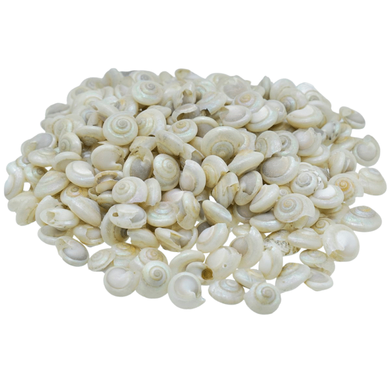 Shells Colour Pabukannu Pearl 100gm