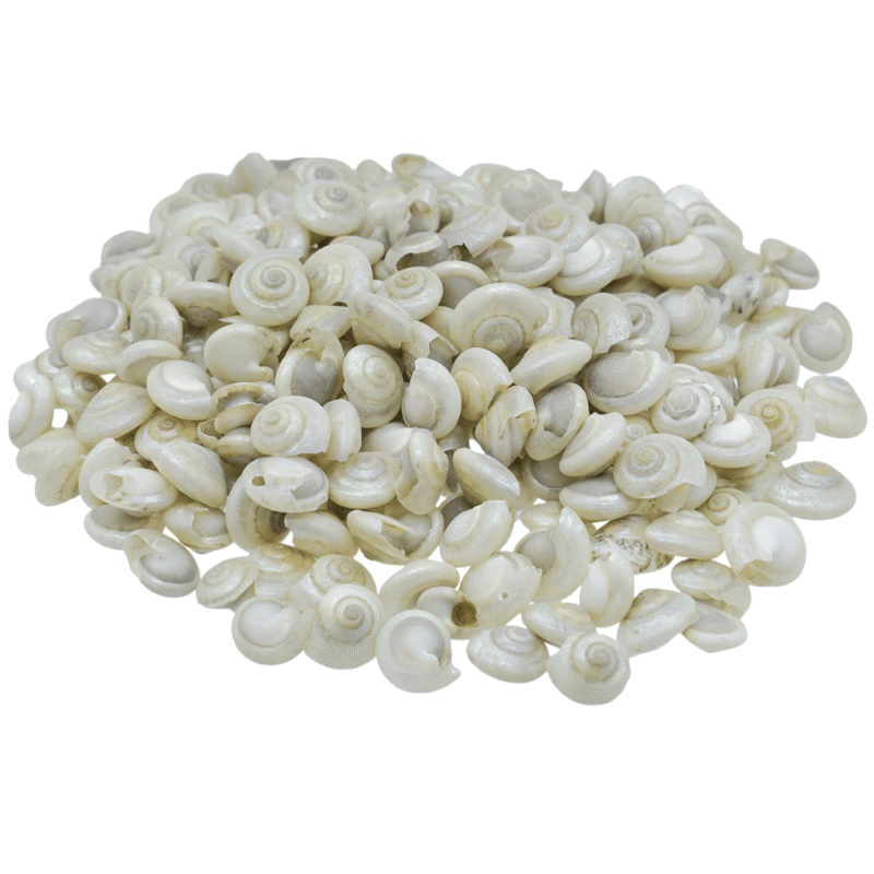 Shells kakinada Chippi 100gm