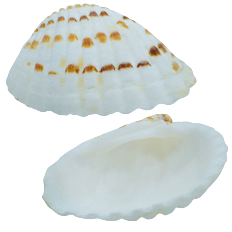 Shells Pulli Chippi 100gm