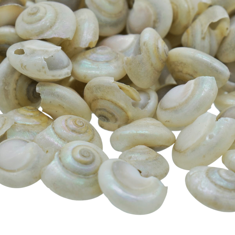 Shells Colour Pabukannu Pearl 100gm