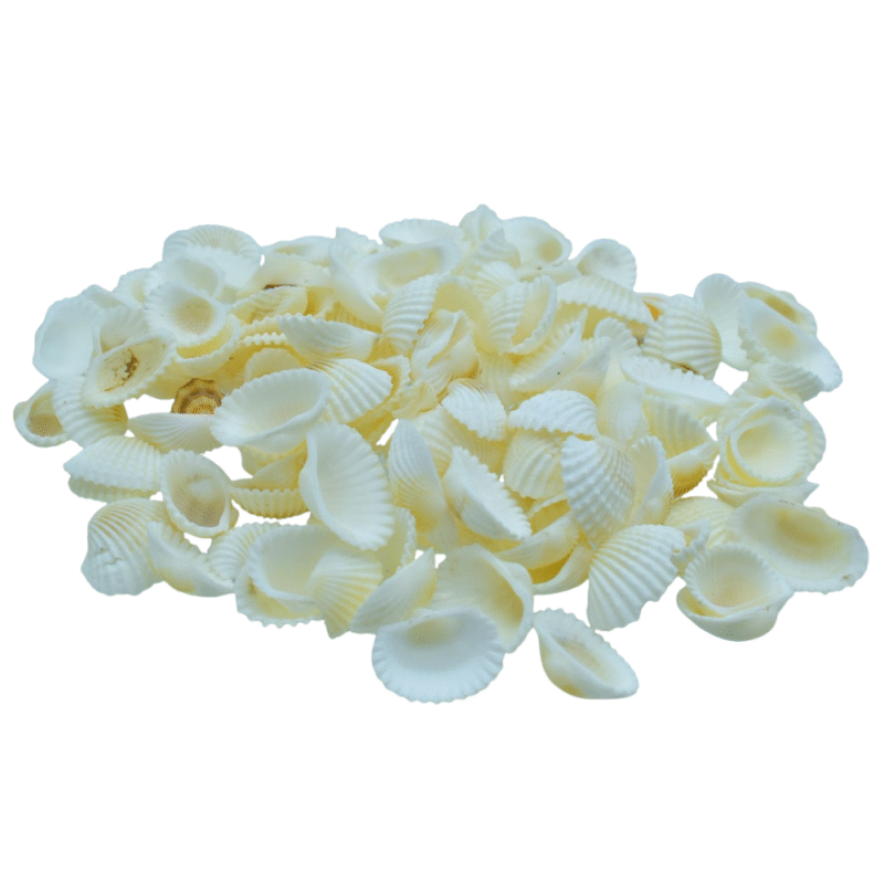 Shells Foreign Chippe Small 100gm
