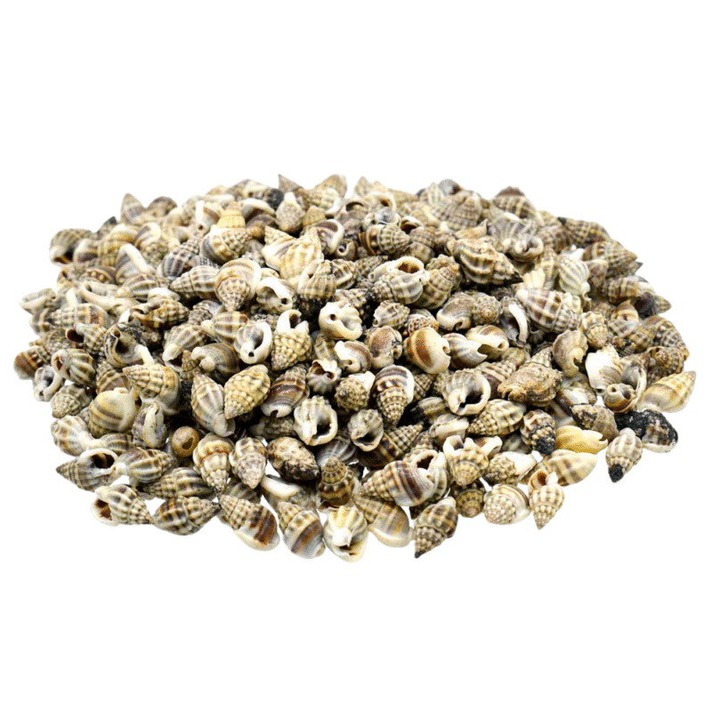 Shells China kaka Mooku 100gm