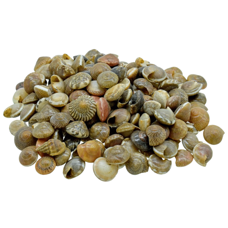 Shells Colour Pabukannu 100gm