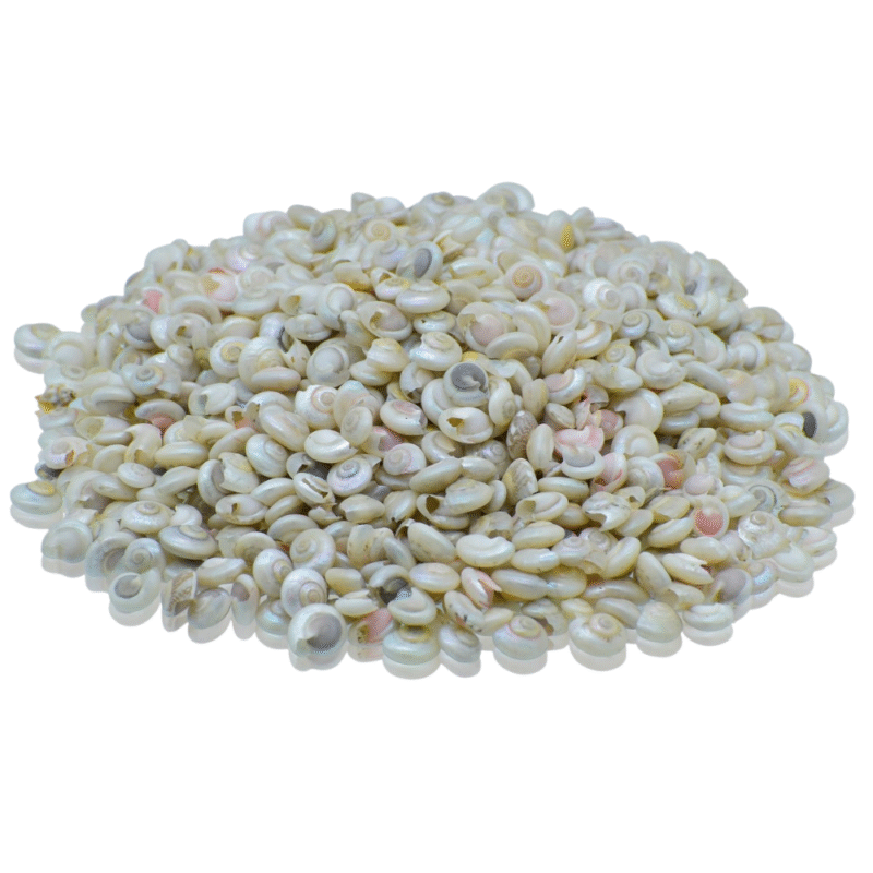 Shells Colour Pabukannu Small 100gm