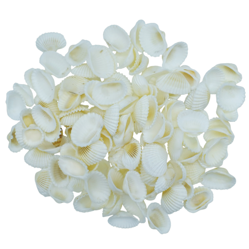 Shells Foreign Chippe Small 100gm