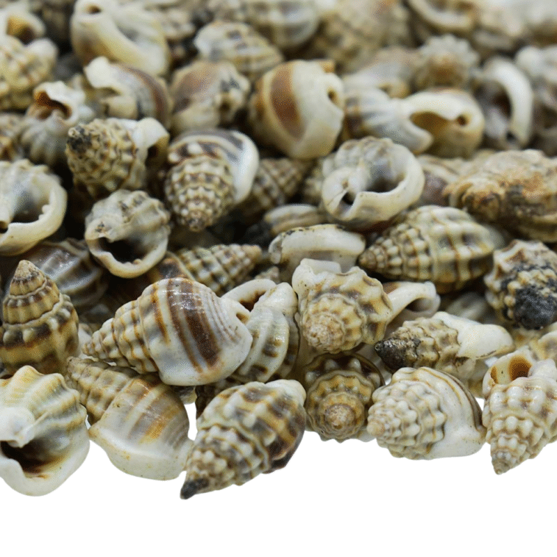 Shells China kaka Mooku 100gm