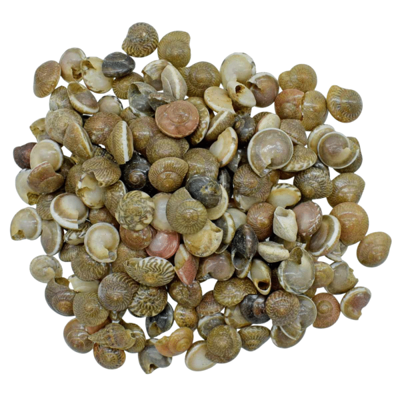 Shells Colour Pabukannu 100gm