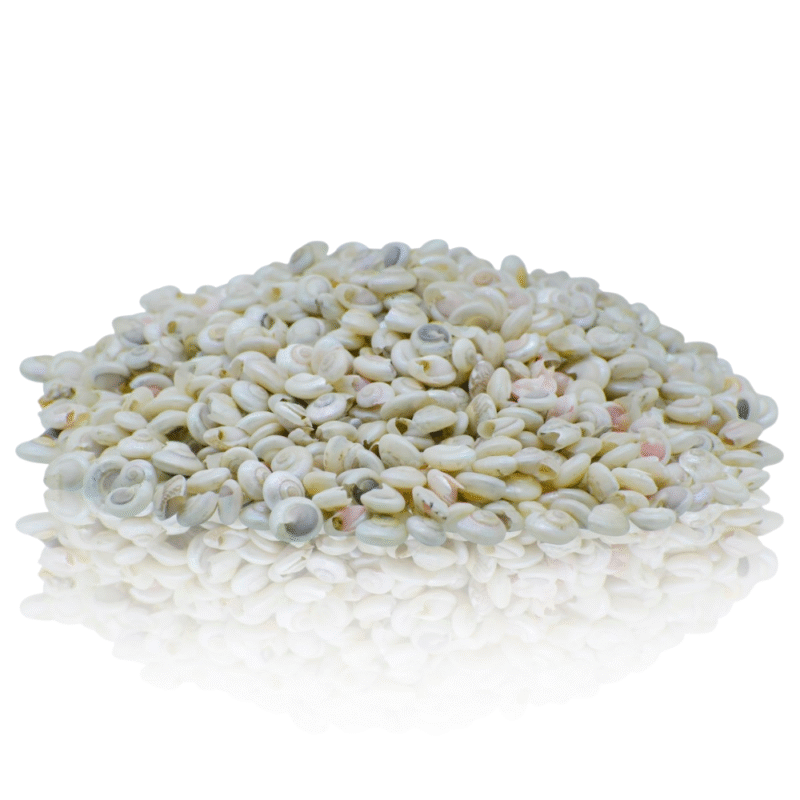 Shells Colour Pabukannu Small 100gm