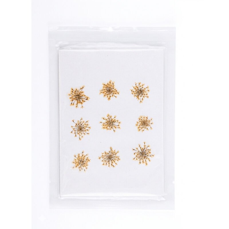 Natural Dried Pressed Flower Pack for Resin Art & Crafts